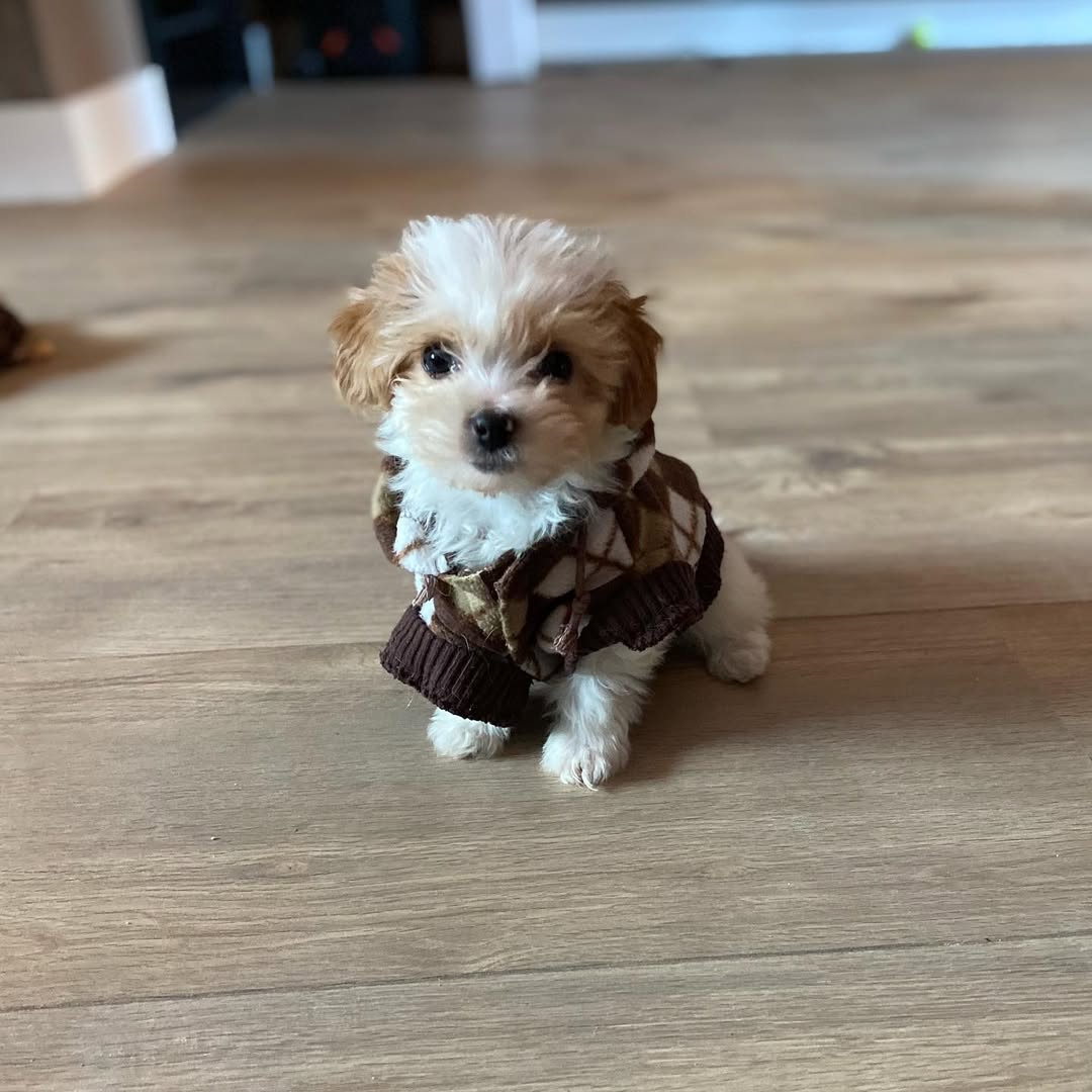 Bella 