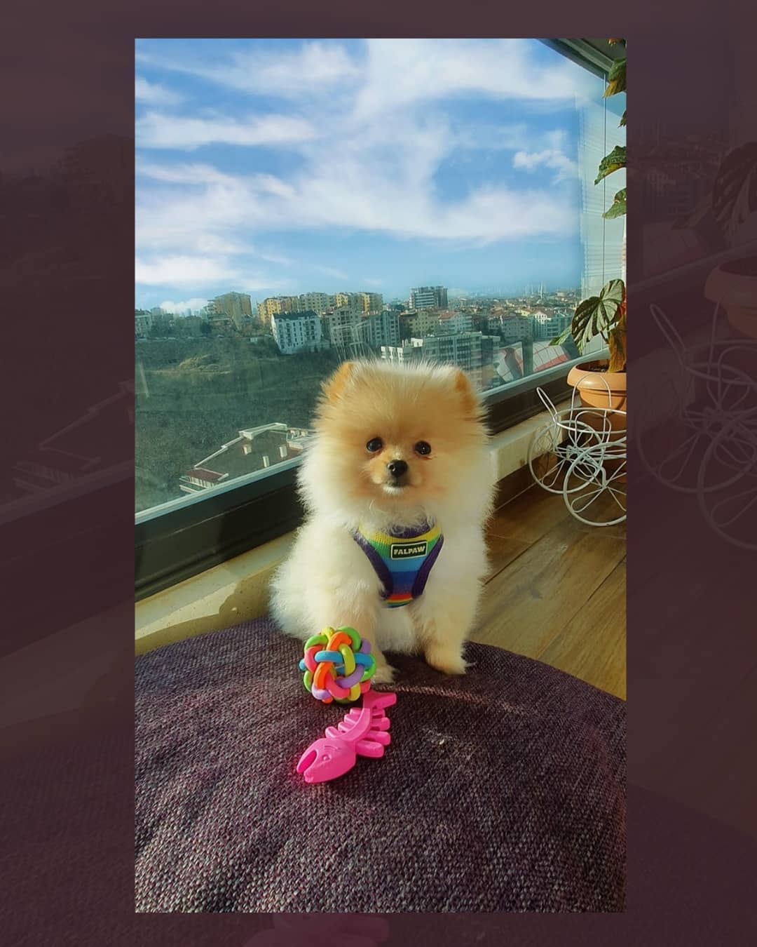 Lola