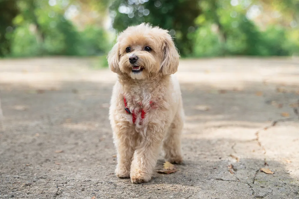 Maltipoo
