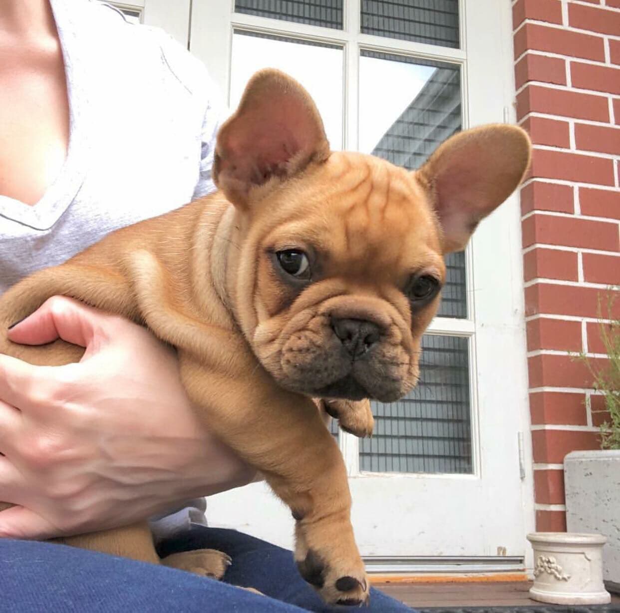 Stella