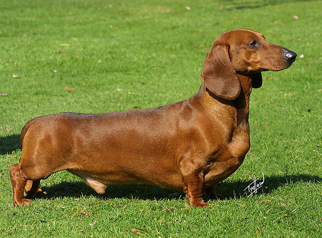 Miniature Dachshund