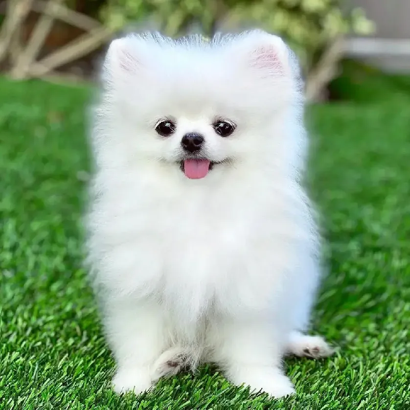 Pomeranian