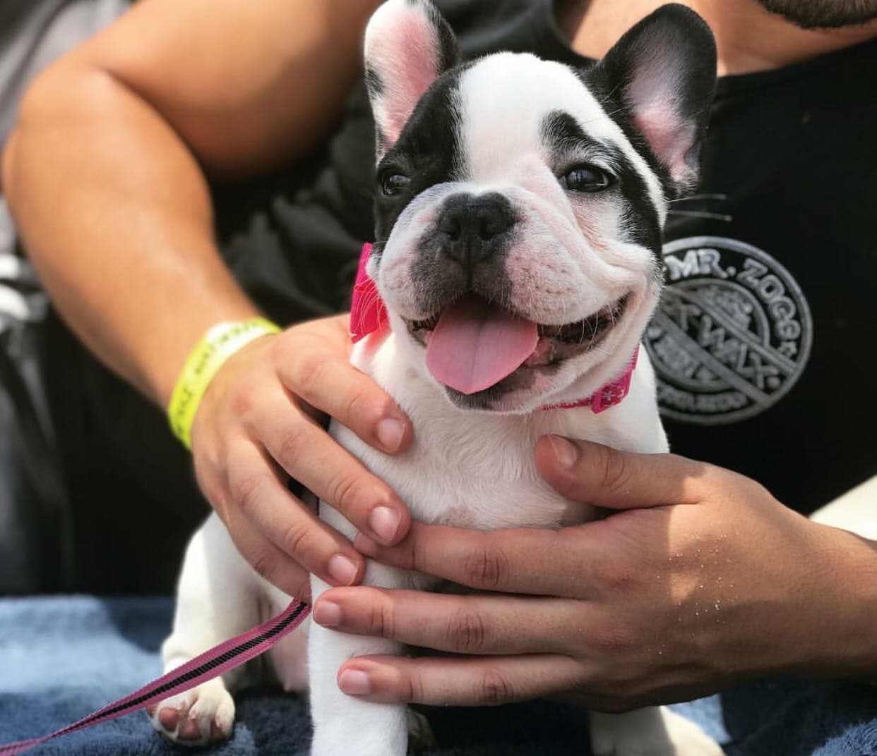 Rex