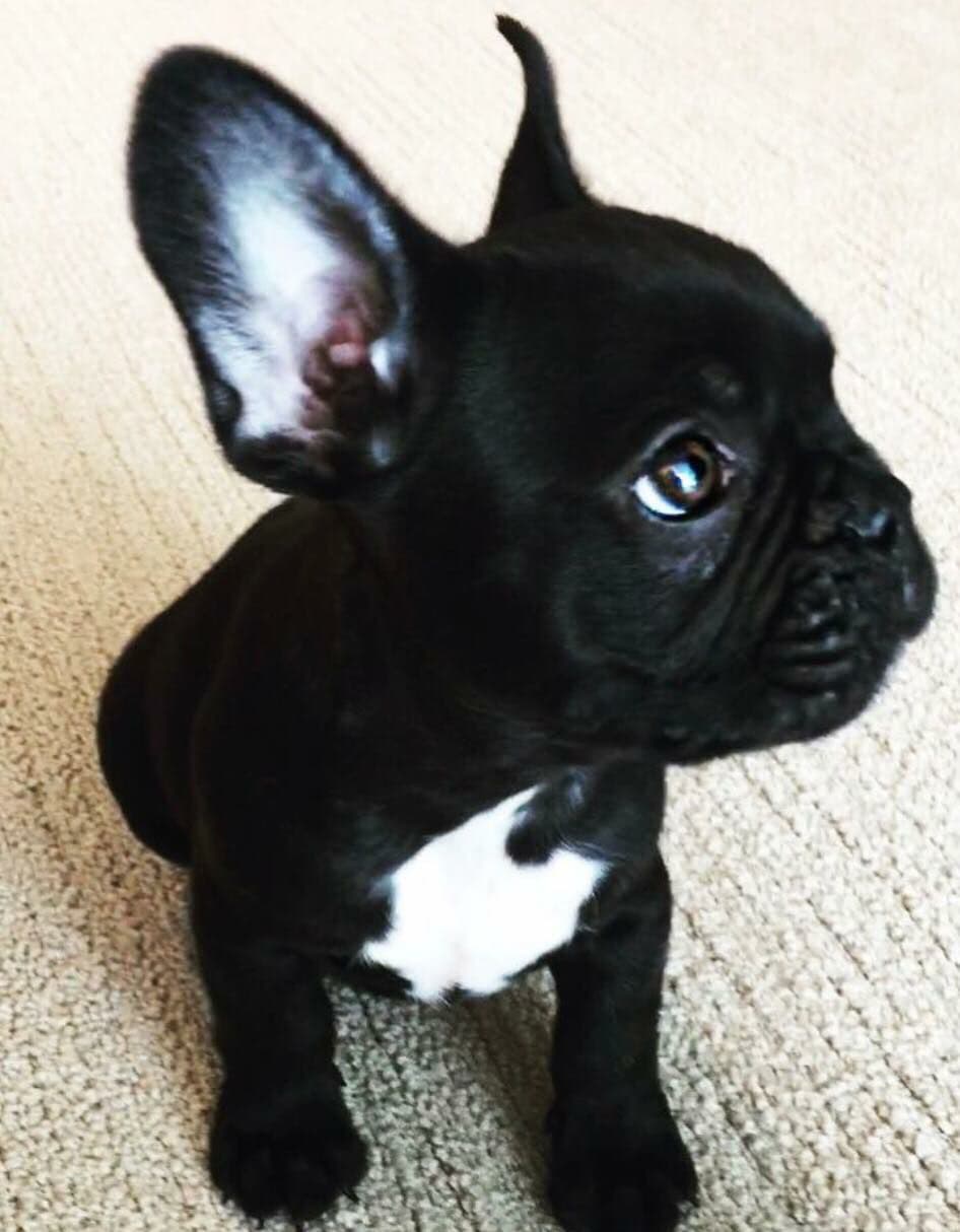 Teddy